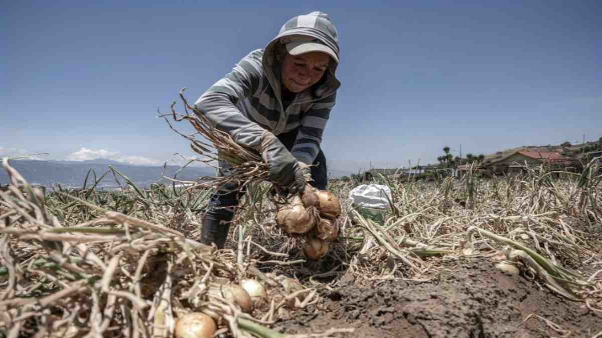 Agricultura 