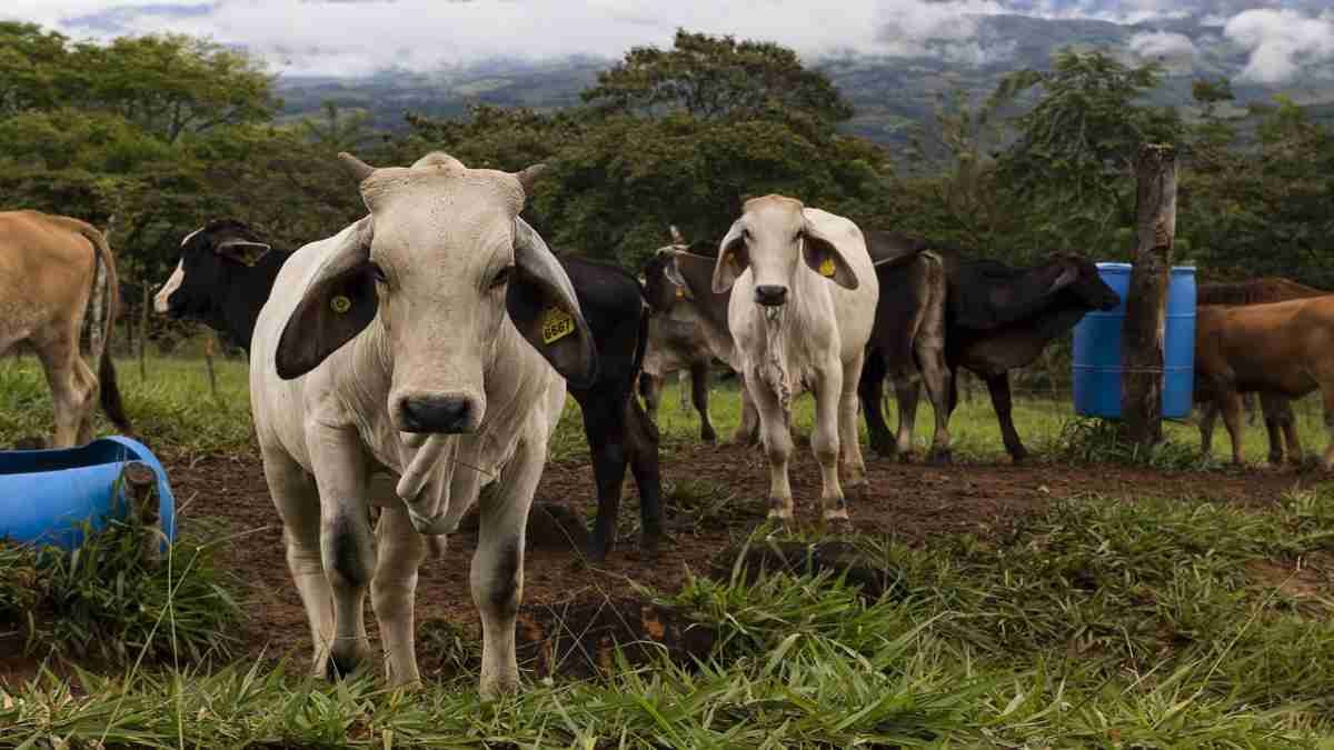 Ganado costarricense  apreciado en el mercado internacional Foto: MAG