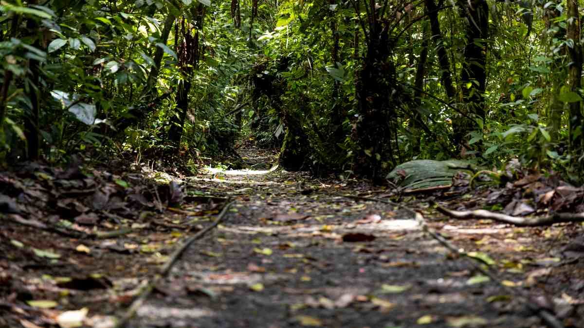 Las noticias del SETENA no fueron por el cuidado de un bosque  sino por un hecho de corrupción de la función pública.