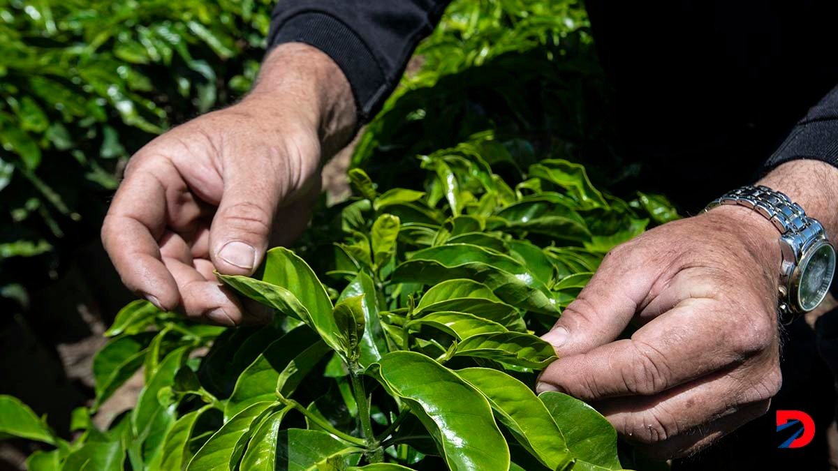 Johel Alvarado, un caficultor de Grecia, supervisa sus plantaciones. Se adaptó a los tiempos y diseñó su propio esquema para enfrentar el cambio climático. Foto: Ezequiel Becerra / AFP.