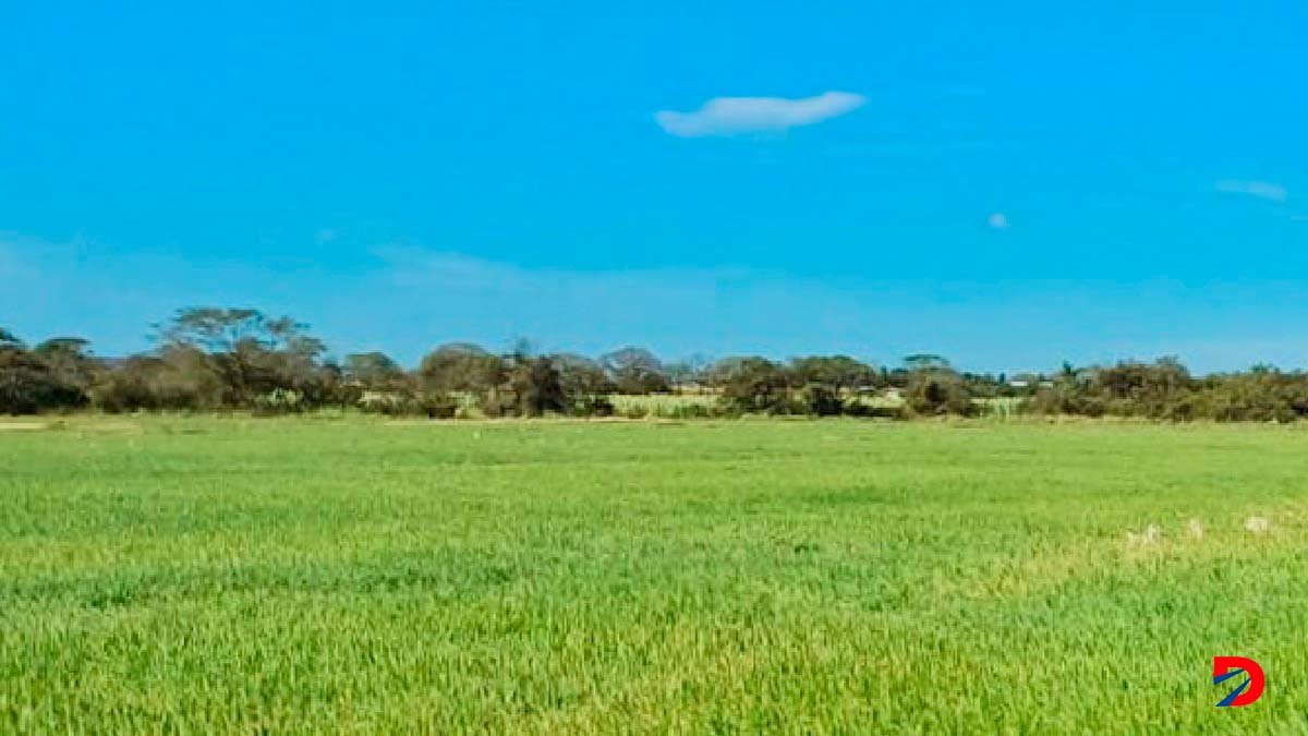 Estas son las tierras sembradas por el productor de arroz Carlos Araya. Foto CONARROZ