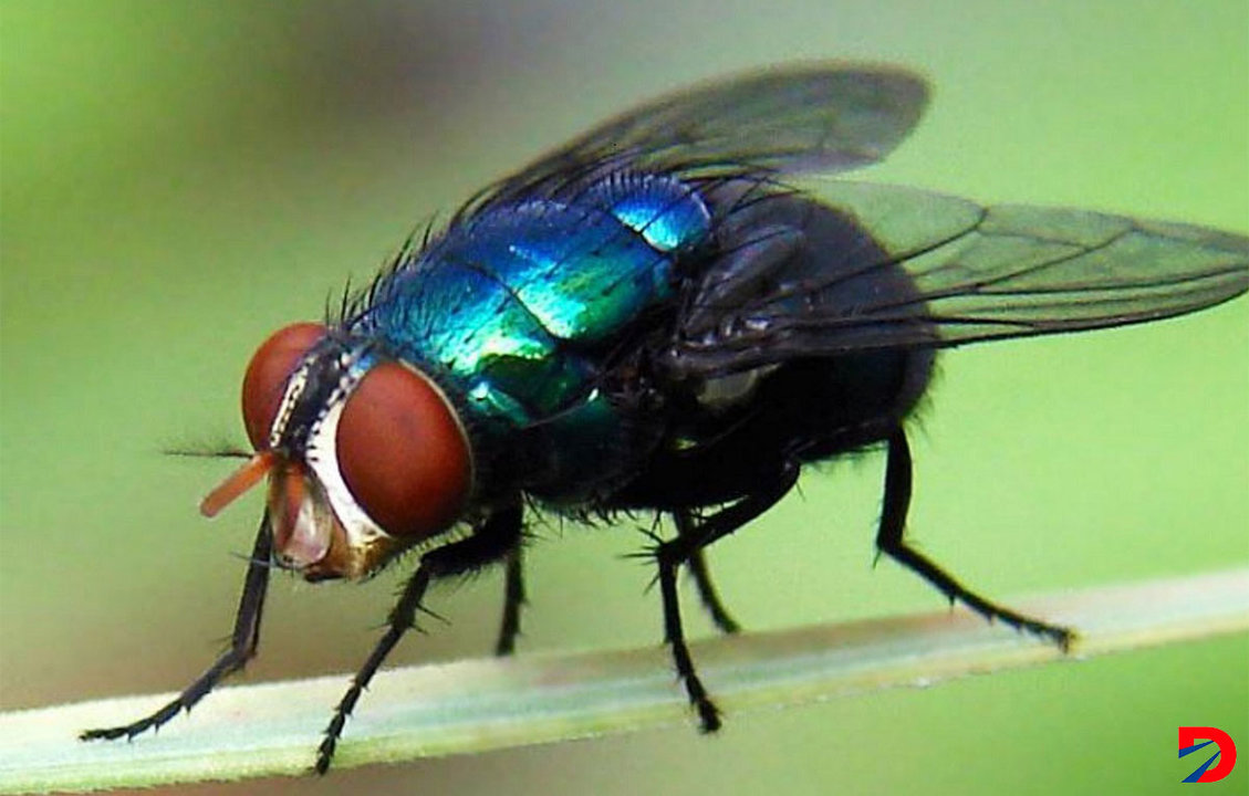 Una vecina de Valle dela Estrella es la víctima de la Miasis por Gusano Barrenador. Foto: SENASA.