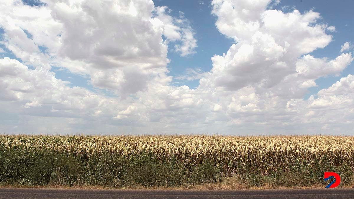 El excesivo calor afecta todos los ámbitos de la vida en la región. Foto: Scott Olson / Getty Images Nort América / Getty Images via AFP.