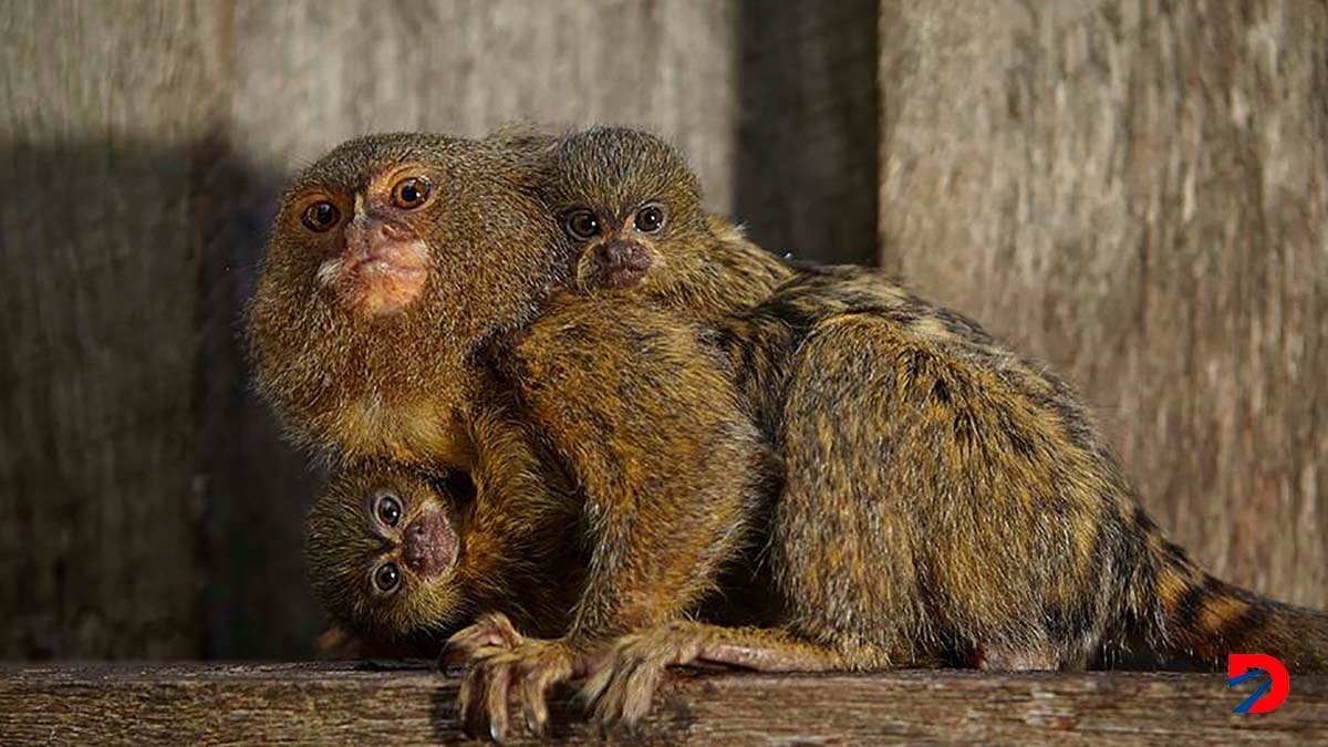 Los monos titi se comunican por nombre, según un nuevo estudio. Foto: Mick Maric / Symbio Wildlife Park / AFP.