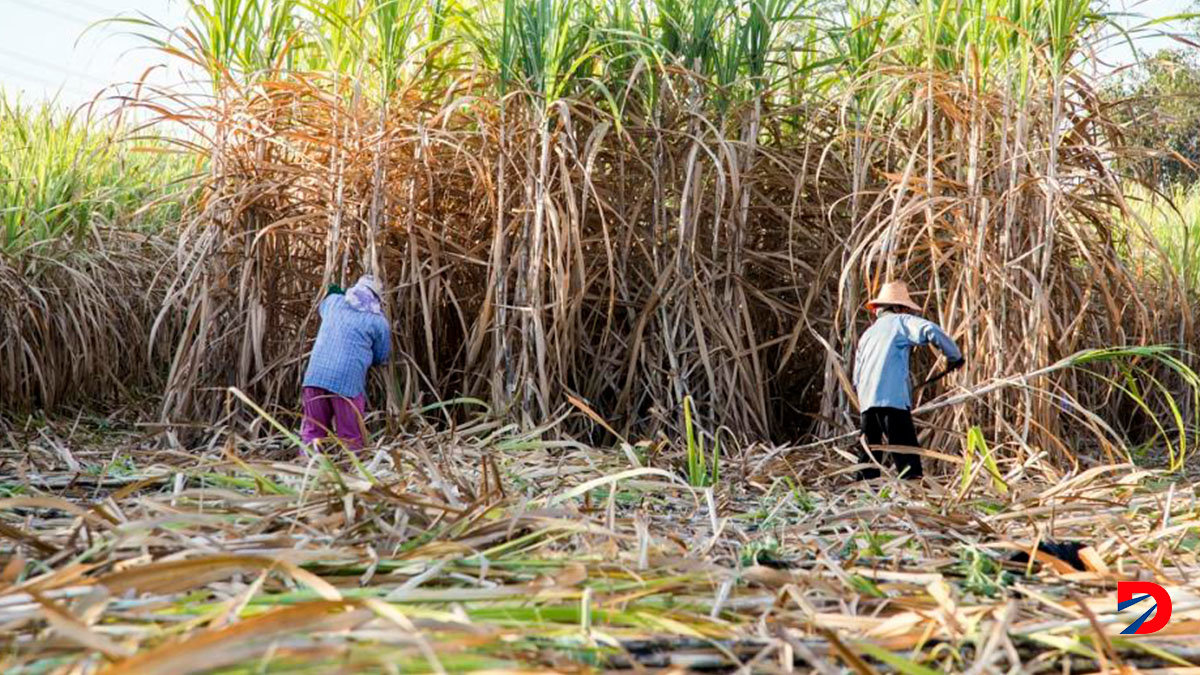 Agricultores de caña de azúcar